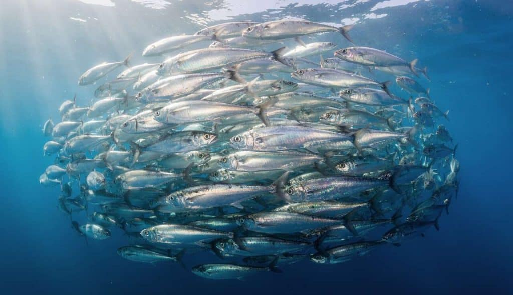 Les sardines : mythe ou réalité ?