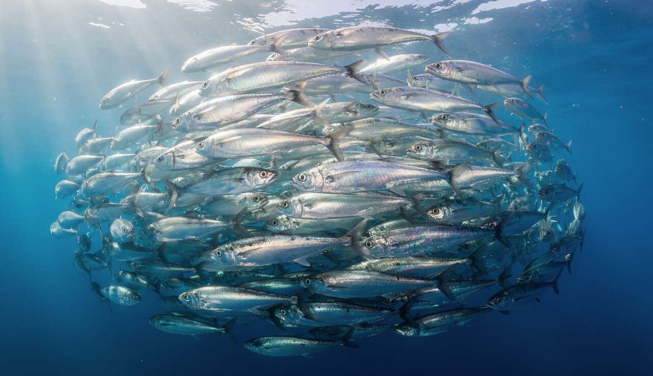 Les sardines : mythe ou réalité ?