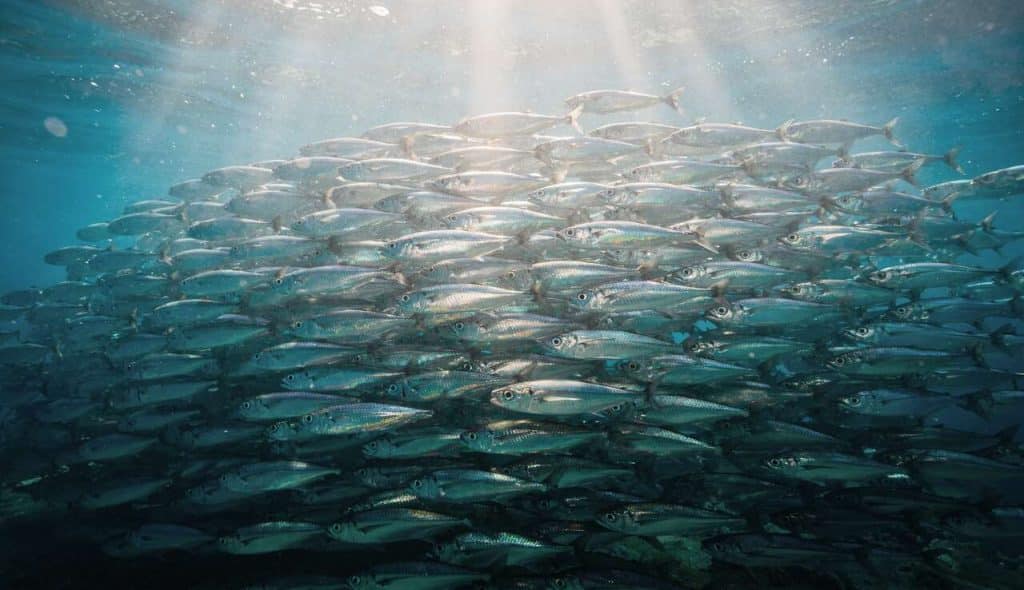 Quel est le secret des sardines ?