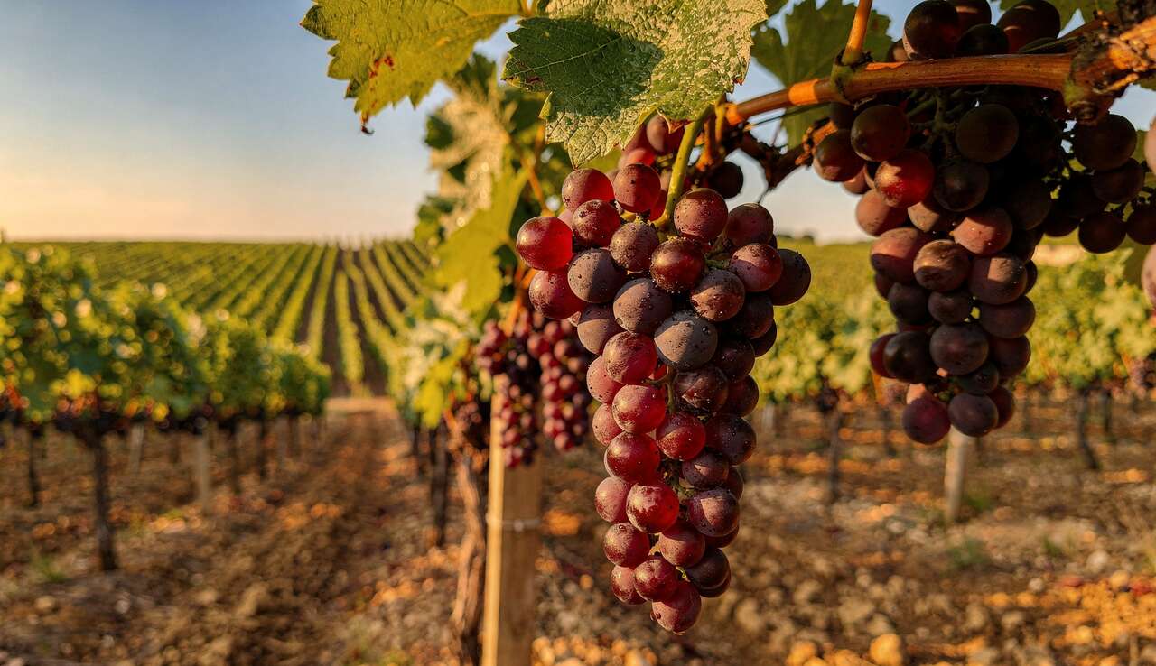 Pourquoi le Cabernet Franc ?