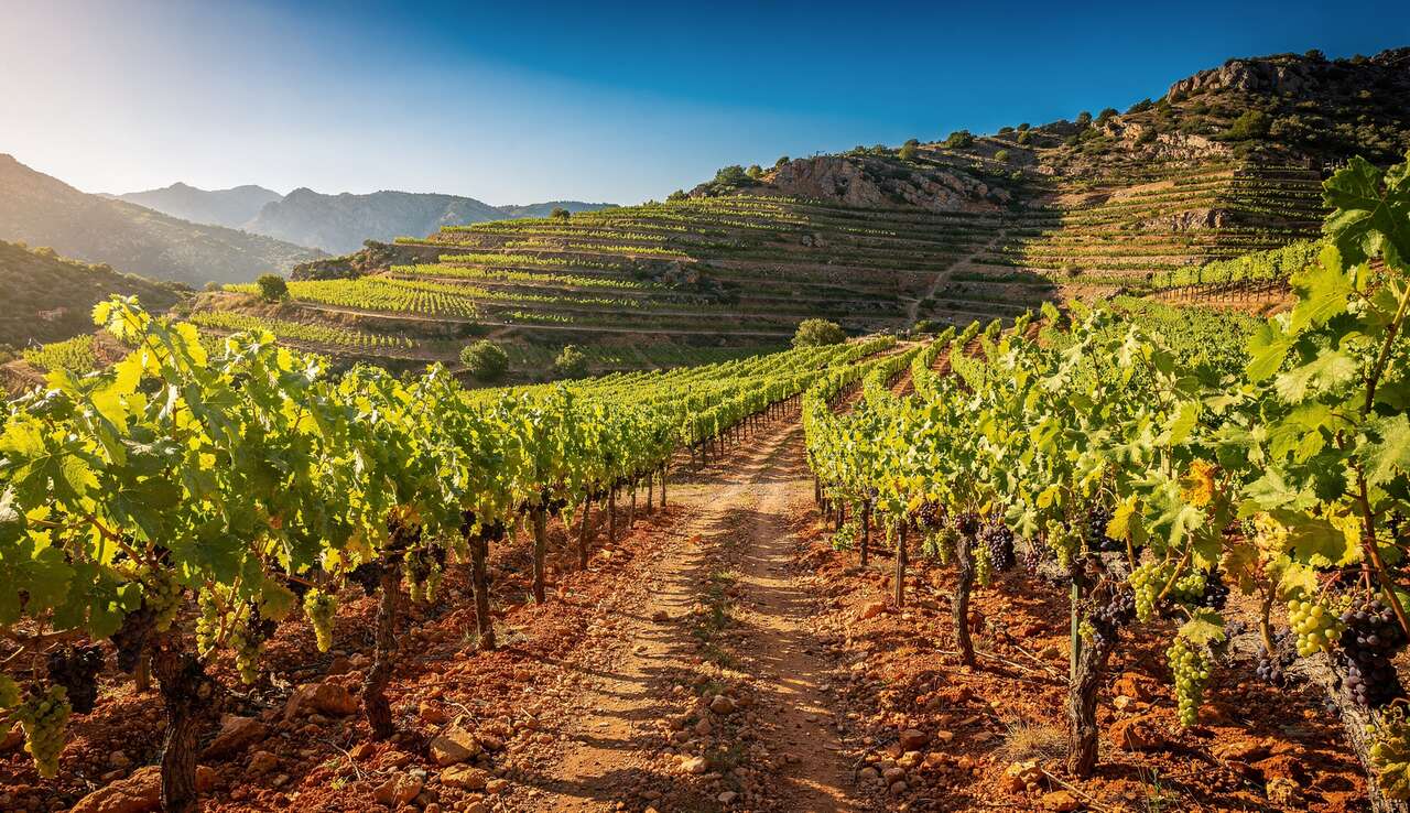 Randonn&eacute;e dans les vignes du priorat