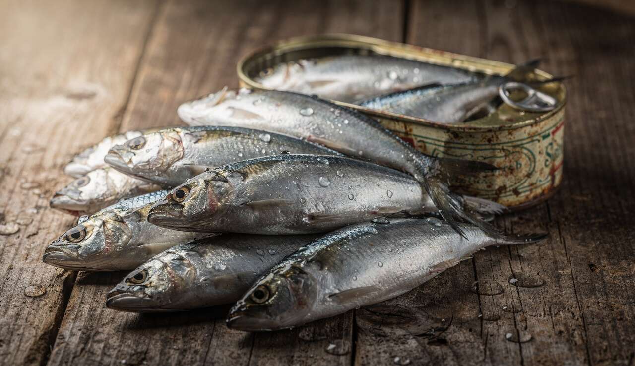 Visiter les conserveries : immersion dans l'univers des sardiniers