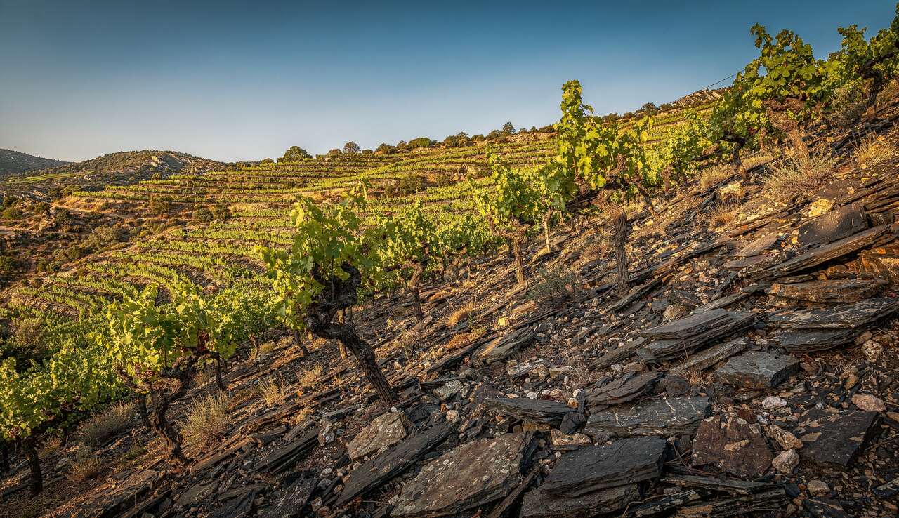 Les pentes de llicorella : un sol unique