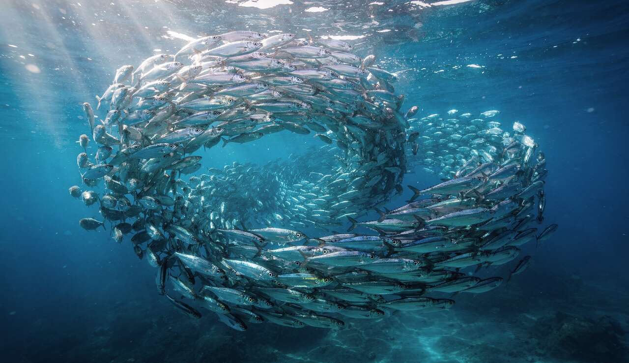 Habitudes sociales des sardines : un mod&egrave;le de vie en banc