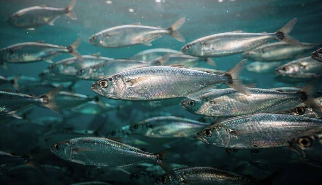 Pourquoi les sardines sont-elles bénéfiques ?