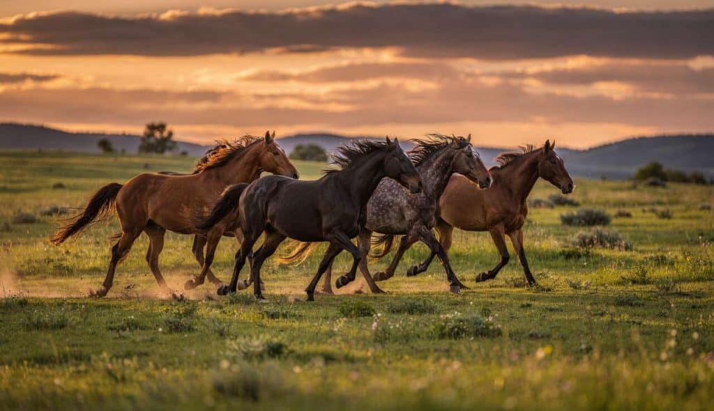 Voyage sauvage : deuxième partie
