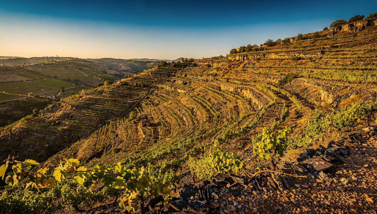 Les pentes de llicorella, terroir unique