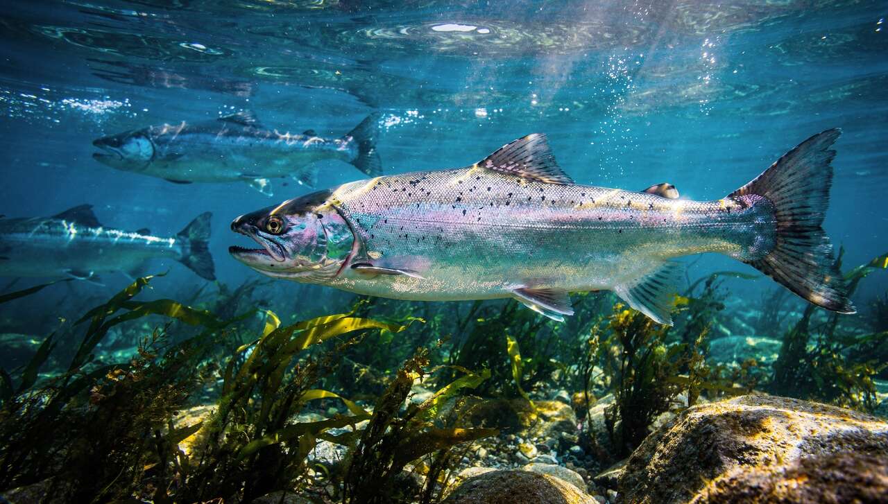 La norv&egrave;ge, acteur majeur et controvers&eacute;