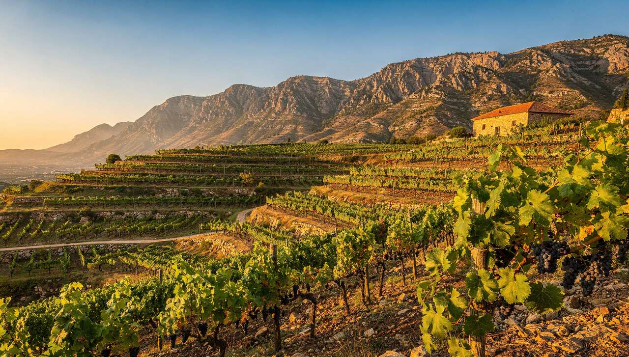 Priorat : exploration des vins raffinés de la région