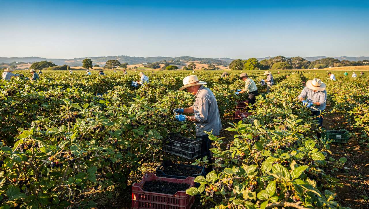 Impact des facteurs agronomiques sur l'utilisation d'olallie