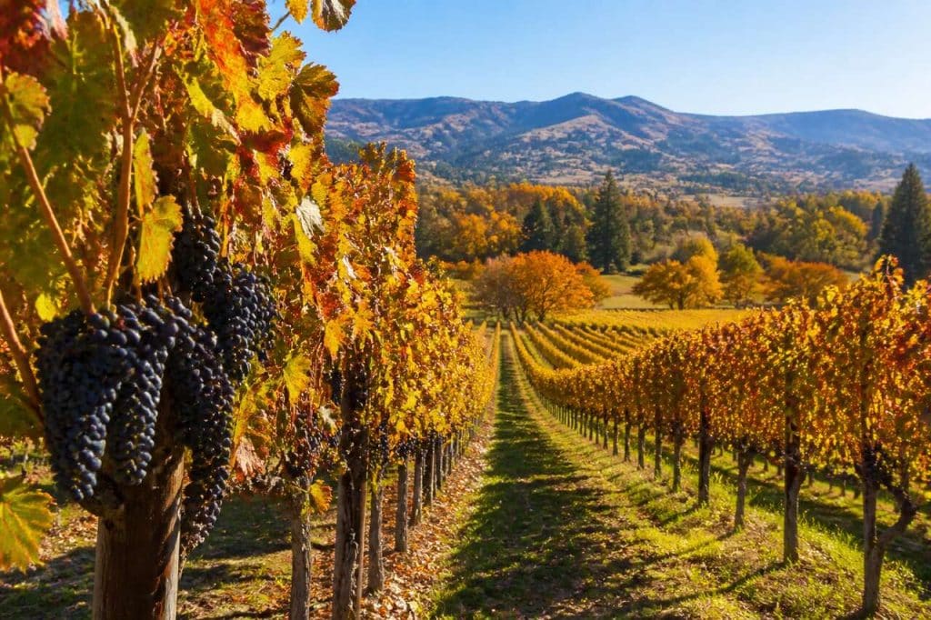 Début d'automne en Californie : saveurs de saison
