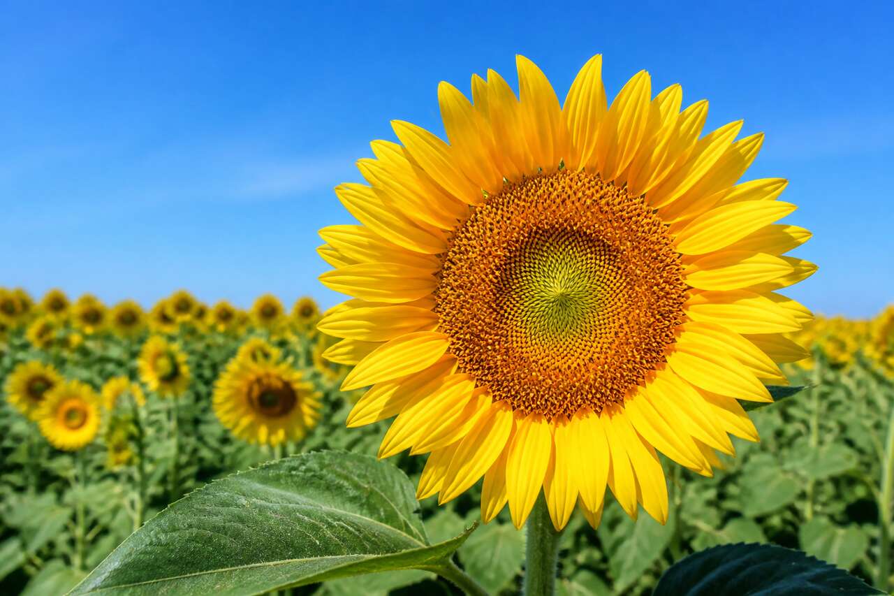 Tournesols : recettes et bienfaits pour la santé