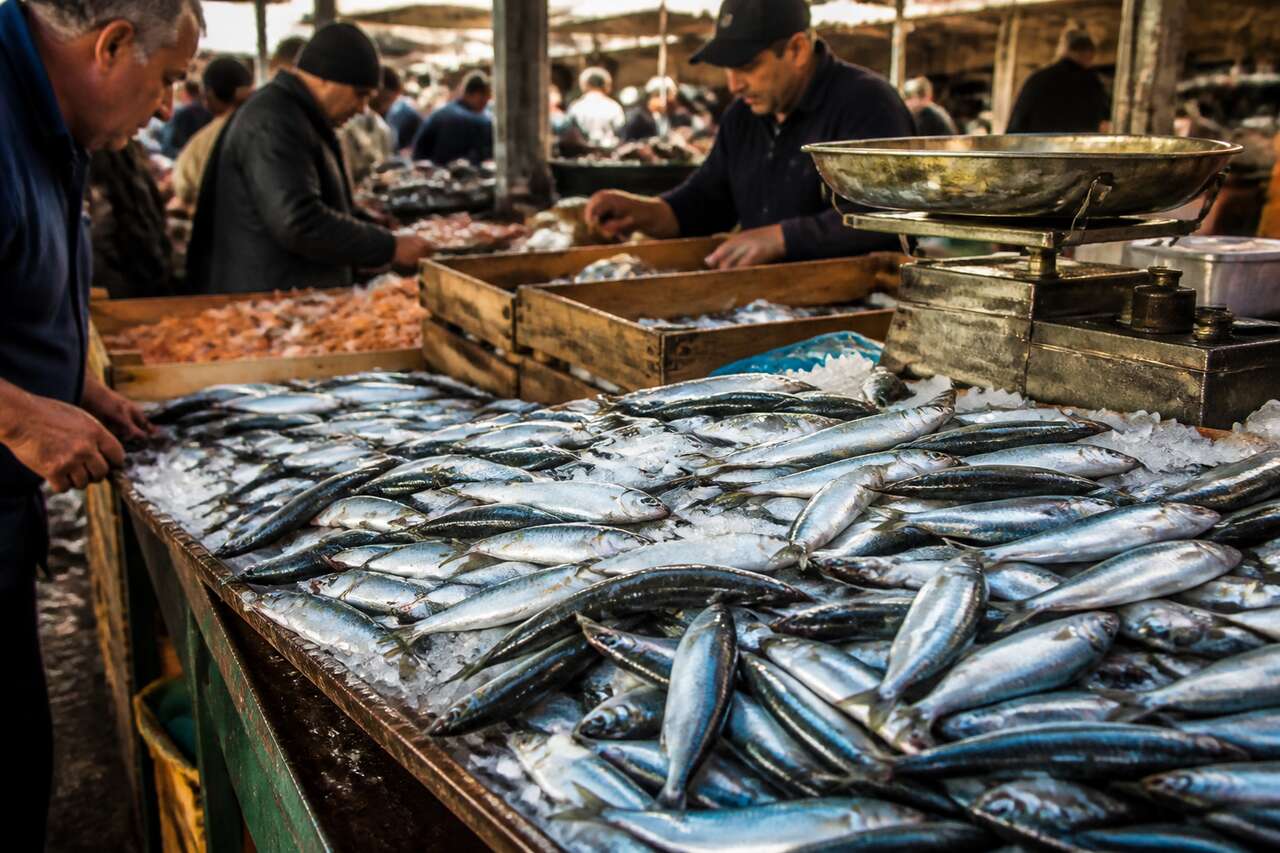 Y a-t-il un bon plan pour la sardine ?